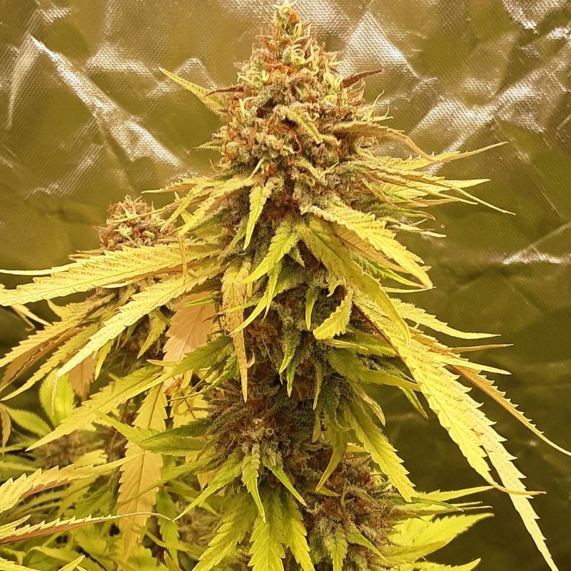 Nasiona marihuany Afghani Special - odmiana konopi