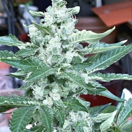 Nasiona marihuany Mind Bender - opis odmiany konopi