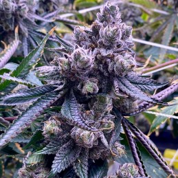 Nasiona marihuany Swiss-xT - opis odmiany konopi