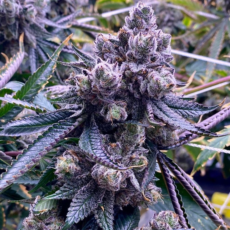 Nasiona marihuany Swiss-xT - opis odmiany konopi