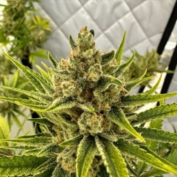 Nasiona marihuany Spontanica - opis odmiany konopi