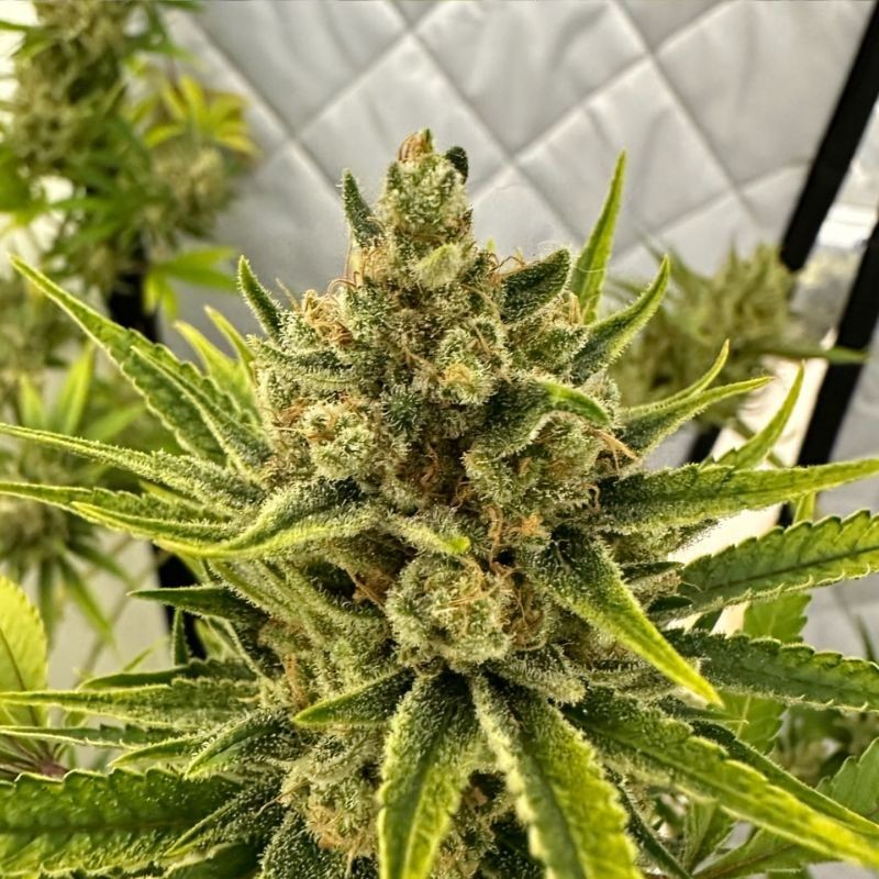 Nasiona marihuany Spontanica - opis odmiany konopi