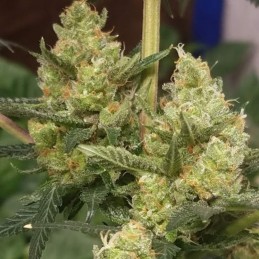 Nasiona marihuany Brasil x K.C. - odmiana konopi