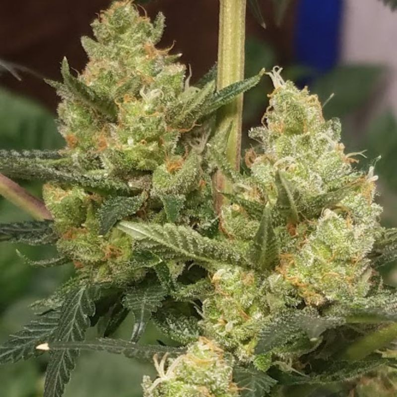 Nasiona marihuany Brasil x K.C. - odmiana konopi