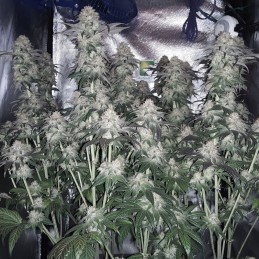 Nasiona marihuany T.N.R. - opis odmiany konopi