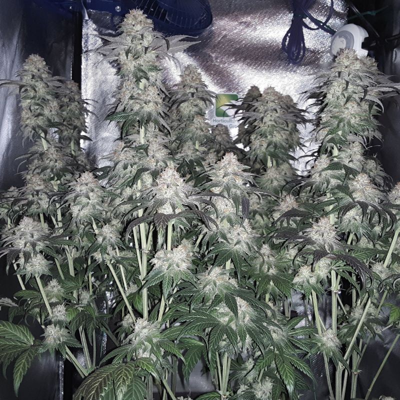 Nasiona marihuany T.N.R. - opis odmiany konopi