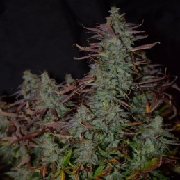 Nasiona marihuany Cyber Cristal - odmiana konopi