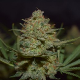 Nasiona marihuany California Special - odmiana konopi