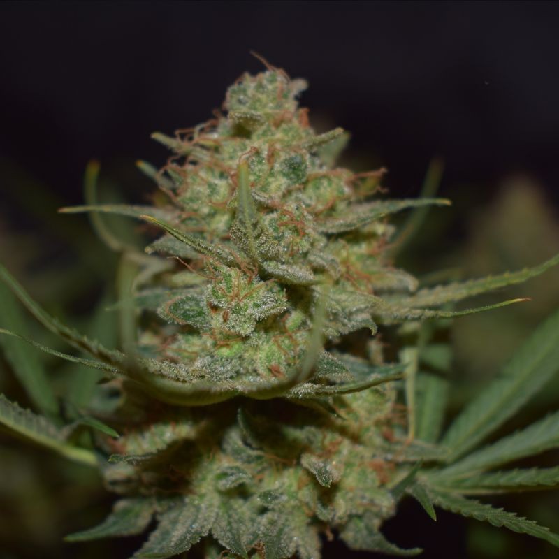 Nasiona marihuany California Special - odmiana konopi