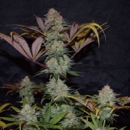 Nasiona marihuany Northern Light Special - opis odmiany konopi