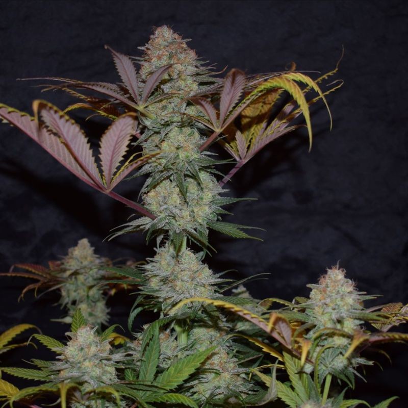 Nasiona marihuany Northern Light Special - opis odmiany konopi