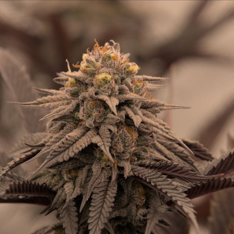 Nasiona marihuany Haze Special - opis odmiany konopi