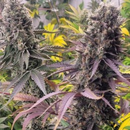 Nasiona marihuany Sweet Dreams - opis odmiany konopi
