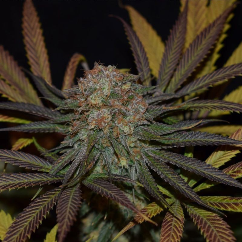 Nasiona marihuany Cristal Paradise - odmiana konopi