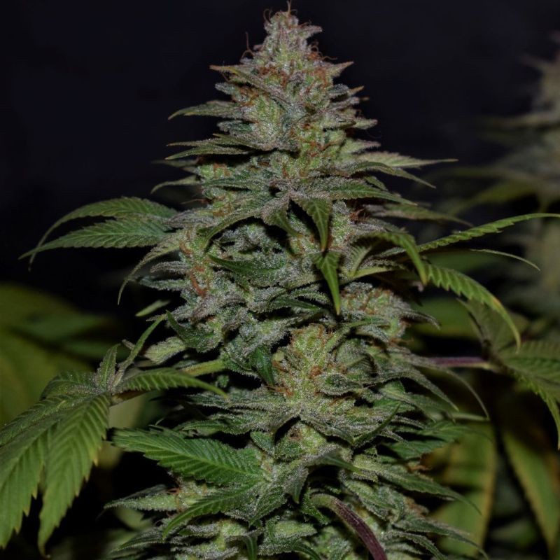 nasiona marihuany White K.C. - opis odmiany konopi