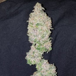 Nasiona marihuany Cristal Limit - odmiana konopi