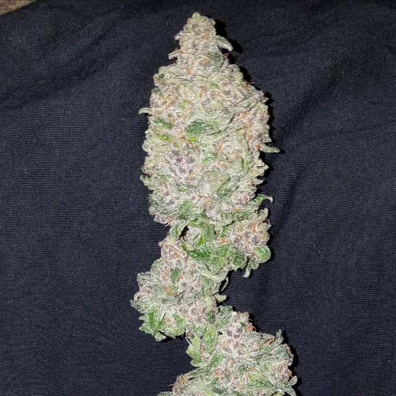 Nasiona marihuany Cristal Limit - odmiana konopi