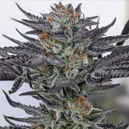 Nasiona marihuany Bahia Black Head - odmiana konopi