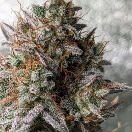 Nasiona marihuany K.C. 39 - opis odmiany konopi