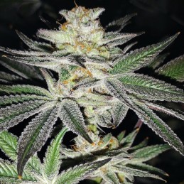 Nasiona marihuany K.C. 42 - opis odmiany konopi