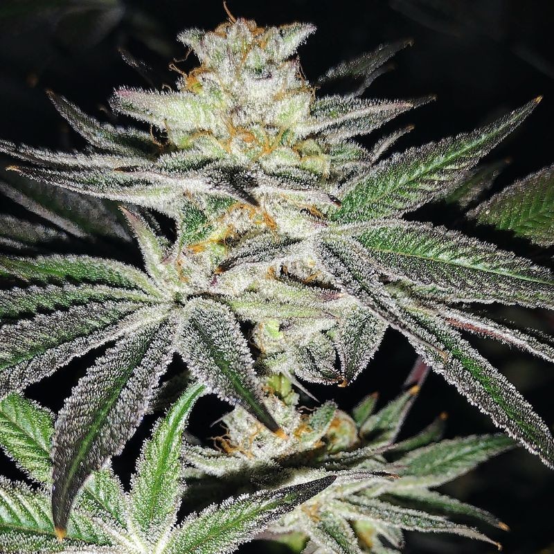 Nasiona marihuany K.C. 42 - opis odmiany konopi