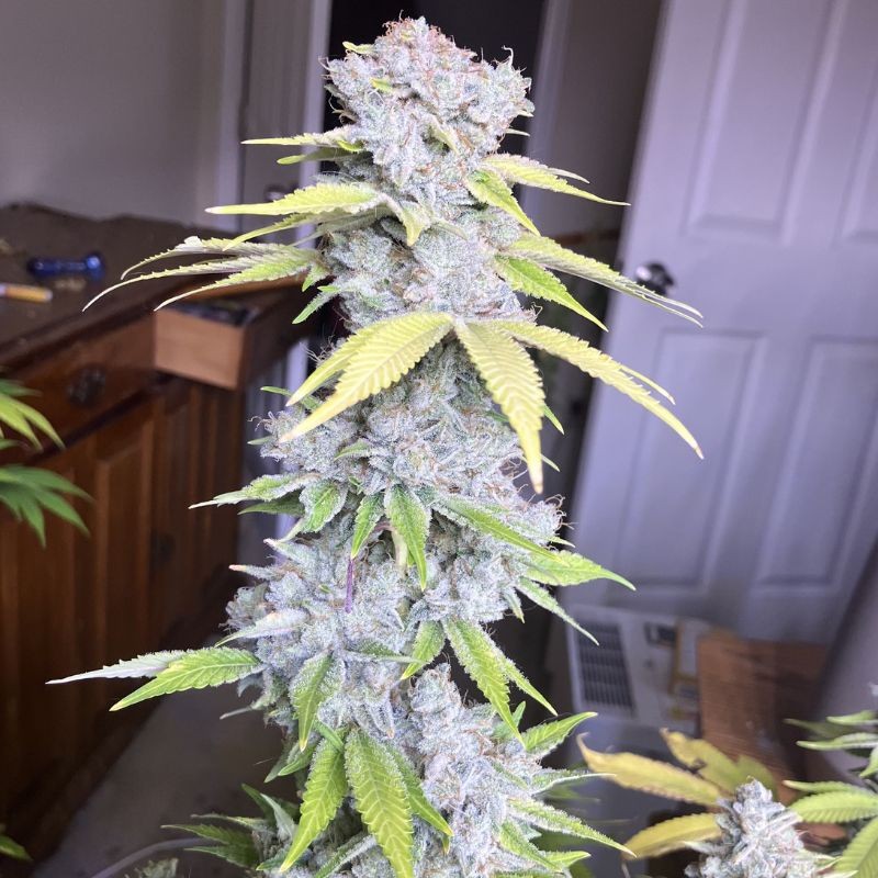 Nasiona marihuany Brains Choice - odmiana konopi