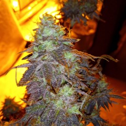 Nasiona marihuany Brains Damage - odmiana konopi