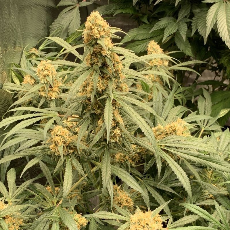 Nasiona marihuany Brains Escape - odmiana konopi