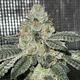 Nasiona medycznej marihuany Double D - odmiana konopi