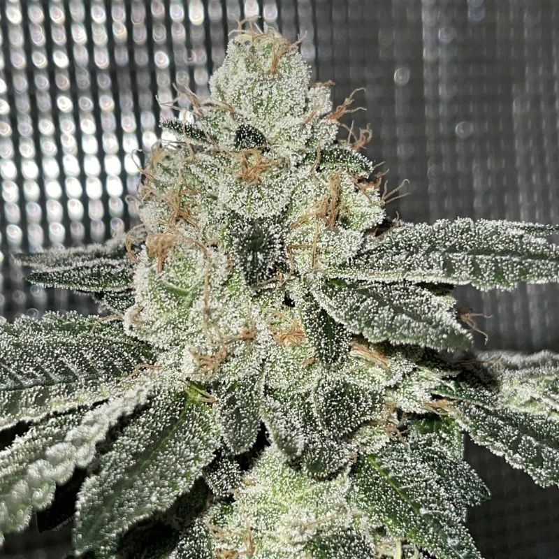 Nasiona medycznej marihuany Double D - odmiana konopi