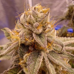 Nasiona marihuany K.C. 45 - opis odmiany konopi