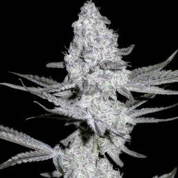 Nasiona marihuany automatyczne K.C. 48 Auto - opis odmiany konopi