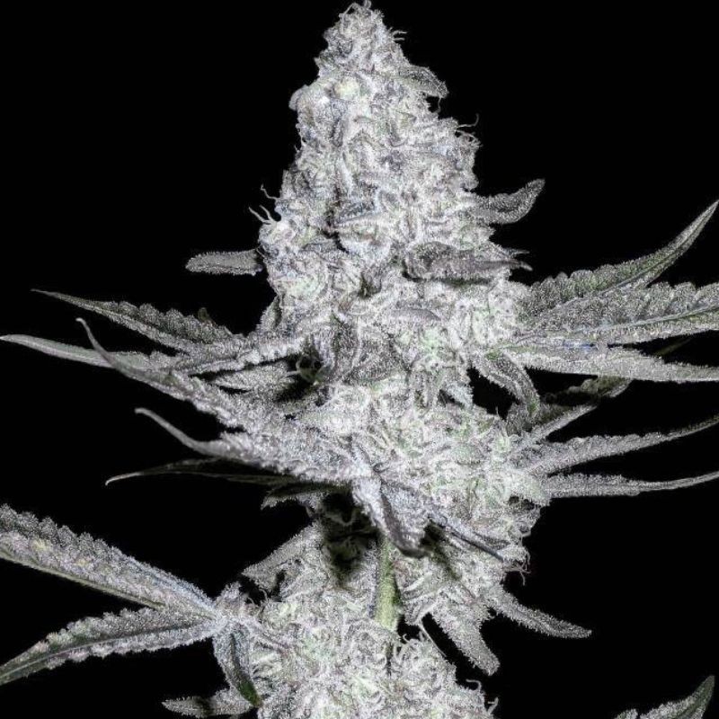 Nasiona marihuany automatyczne K.C. 48 Auto - opis odmiany konopi