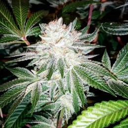 Nasiona marihuany automatyczne K.C. 51 Auto - opis odmiany konopi