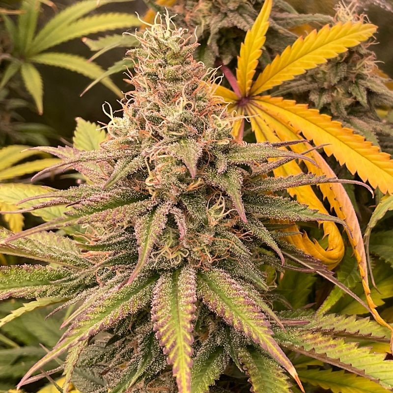 Nasiona marihuany automatyczne Diamond Queen Kush Auto - odmiana konopi