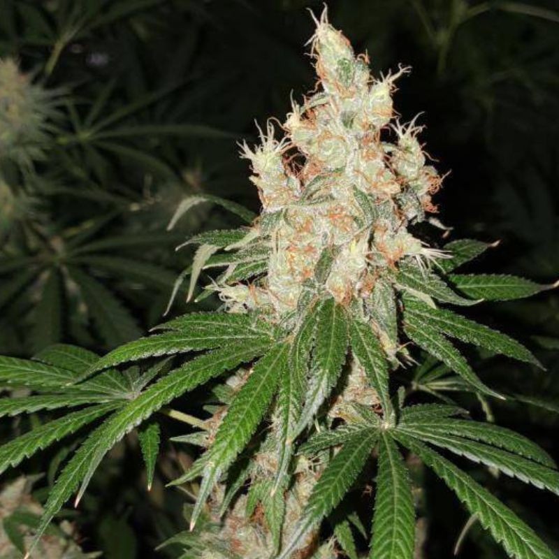 Nasiona marihuany automatyczne Lemon Sputnik Auto - opis odmiany konopi