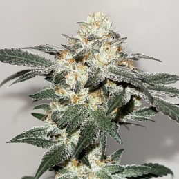 Nasiona marihuany KC 33 - opis odmiany konopi