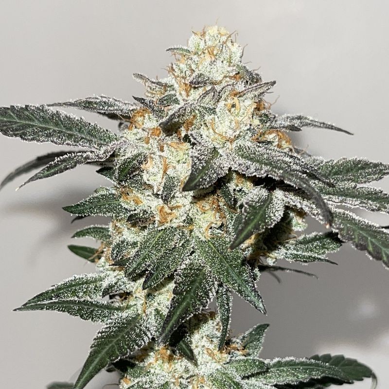 Nasiona marihuany KC 33 - opis odmiany konopi