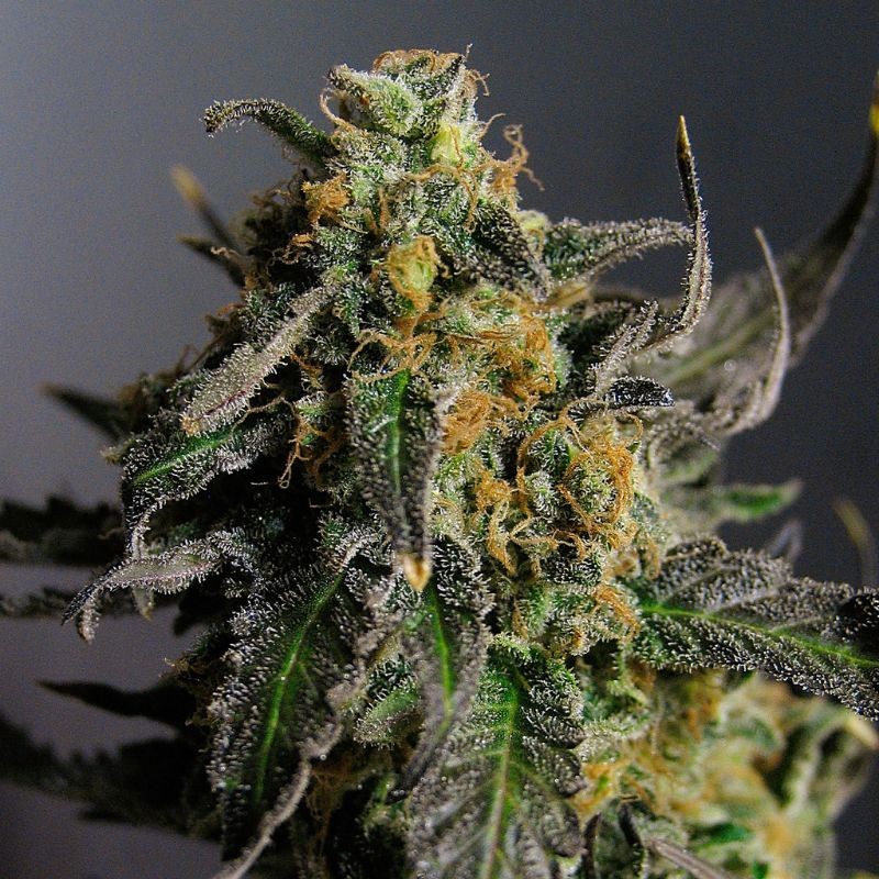 Nasiona marihuany Caramelo Regular - odmiana konopi