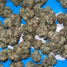 Nasiona marihuany automatyczne Auto Blue Ace CBD - odmiana konopi