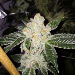 Delicious Candy Regular