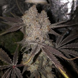 Nasiona marihuany Marmalate Regular - opis odmiany konopi