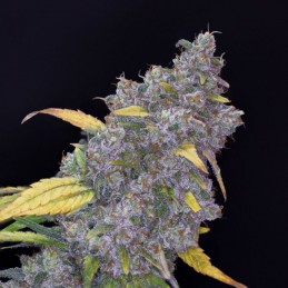 Nasiona marihuany automatyczne Auto Dark Purple - odmiana konopi