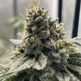 Nasiona marihuany Original Juan Herer Regular - opis odmiany konopi