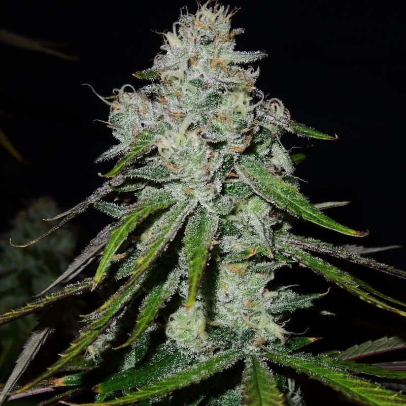 Nasiona marihuany Marmalate Early Version - opis odmiany konopi