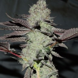 Nasiona marihuany Black Russian - odmiana konopi