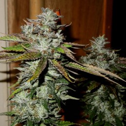 Nasiona marihuany Caramelo Early Version - odmiana konopi