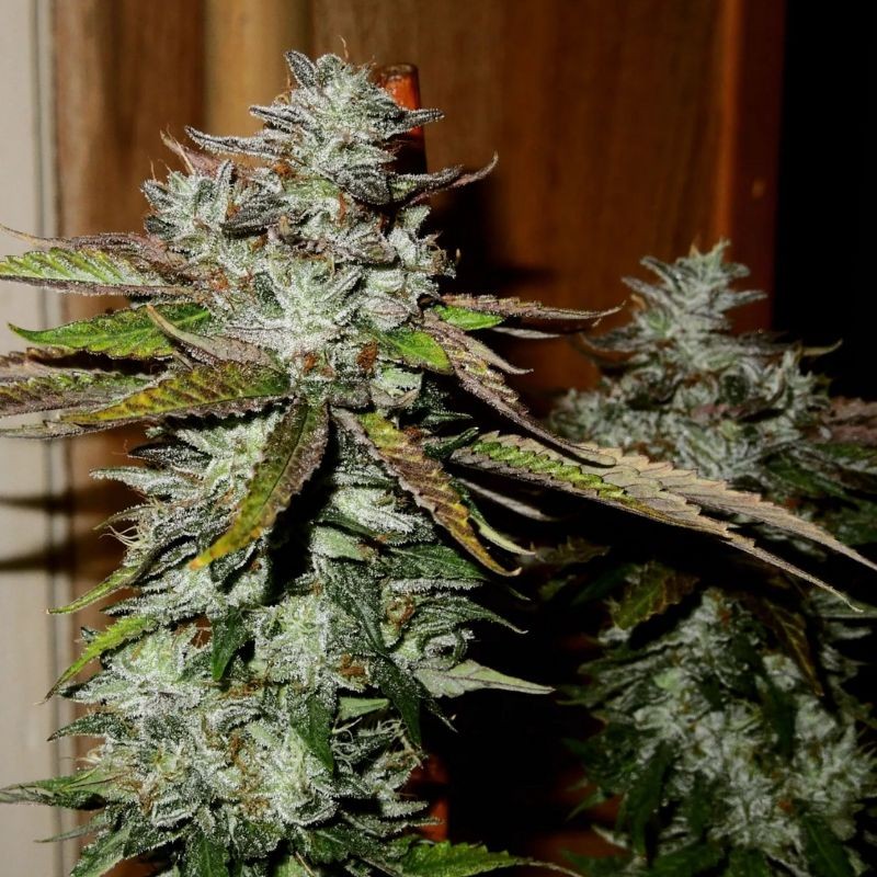 Nasiona marihuany Caramelo Early Version - odmiana konopi