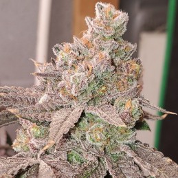 Delicious Candy Early Version