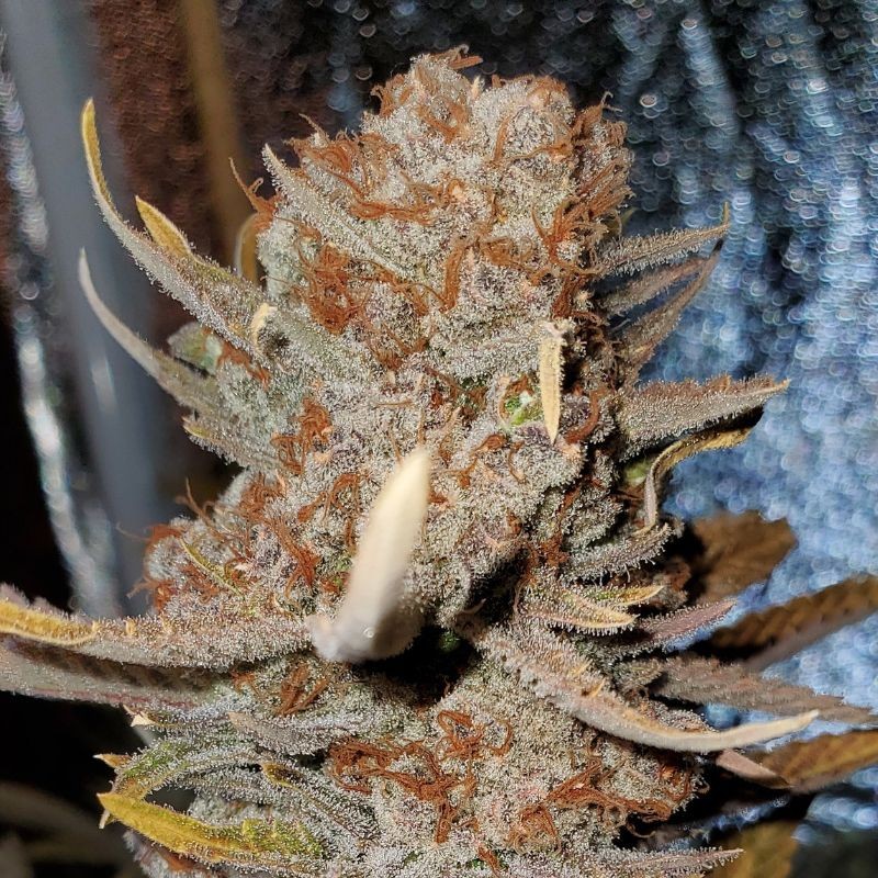 Nasiona marihuany Sugar Black Rose Early Version - opis odmiany konopi